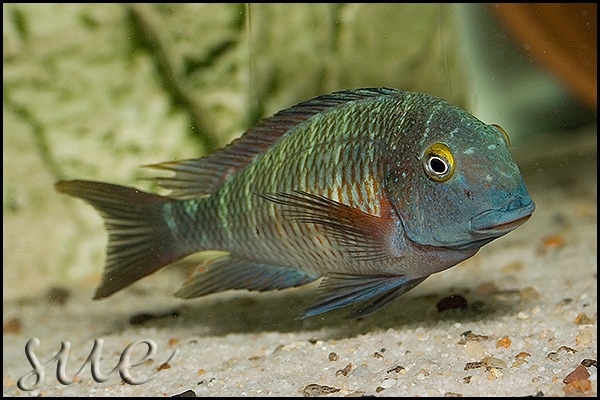 Tropheus moorii 'Cape Chaitika'